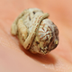Illustration for article titled Itty, Bitty Baby Chameleon Is All The Cuteness
